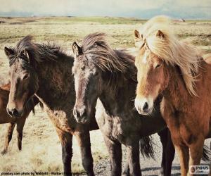 yapboz Üç İzlandalı atlar